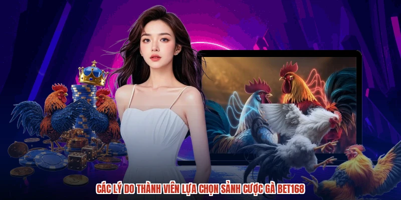 Các lý do thành viên lựa chọn sảnh cược gà BET168