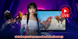 Đá Gà Đòn Trực Tuyến Tại BET168: Đánh Giá Từ Người Chơi Thực