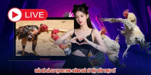 Giải Đá Gà C3 Tại BET168: Đánh Giá Từ Hội Viên Thực Tế